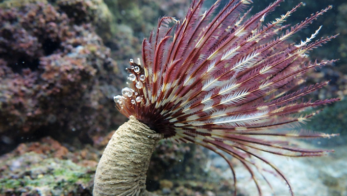 Ein mariner Röhrenwurm sitzt auf einem felsigen Meeresgrund und entfaltet einen fächerförmigen Kranz aus feinen, federartigen Tentakeln. Die Tentakel schimmern in rötlichen und cremefarbenen Tönen und breiten sich halbkreisförmig im klaren Wasser aus. Der beige, röhrenartige Körper ragt aus dem Untergrund, während Korallen und Felsstrukturen im leicht unscharfen Hintergrund eine lebendige Unterwasserumgebung bilden.