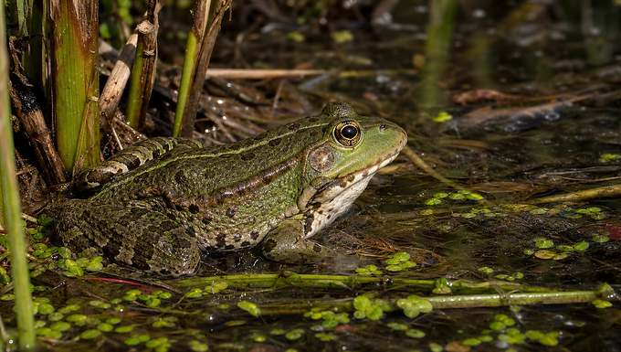Ein großer olivgrüner Wasserfrosch sitzt am Rand eines flachen, pflanzenreichen Süßgewässers zwischen Röhricht und Schwimmpflanzen