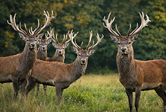 Fotorealistisches Bild mehrerer Rothirsche mit weit verzweigten Geweihen auf einer offenen Wiese. Die Tiere stehen in unterschiedlicher Ausrichtung, einige seitlich, andere frontal zur Kamera. Ihr rotbraunes Fell hebt sich klar vom satten Grün der Wiese und dem weich verschwommenen Wald im Hintergrund ab. Sanftes, natürliches Licht betont die Struktur des Fells und die Form der Geweihe und vermittelt eine ruhige Wald- und Offenlandschaftsstimmung.