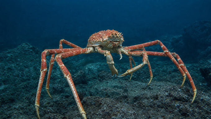 Eine orangefarbene Japanische Riesenkrabbe mit weiß gesprenkelten, extrem langen Beinen läuft über einen felsigen Meeresboden im bläulichen Tiefenwasser
