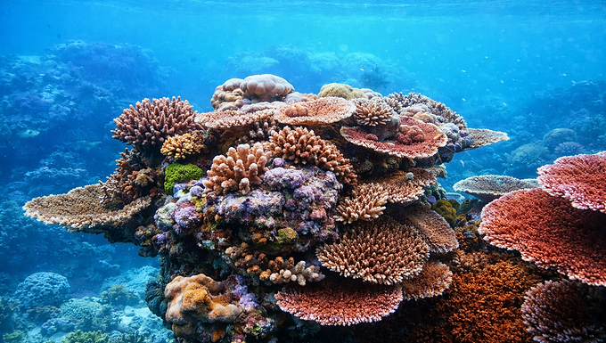 Fotorealistisches Unterwasserbild im 16:9-Format eines artenreichen Korallenriffs. Mehrere unterschiedlich geformte Steinkorallen sind in einer neuen Anordnung aus leicht erhöhter, schräger Perspektive dargestellt, darunter tellerförmige, verzweigte und kuppelförmige Korallen in Braun-, Beige-, Rosa- und Violetttönen. Das Riff erhebt sich wie ein kleiner Korallenhügel aus dem Meeresboden. Der Hintergrund zeigt klares, blaues Wasser mit sanftem Lichteinfall von der Oberfläche und unscharfen Riffstrukturen in der Tiefe. Das Bild wirkt lebendig, detailreich und visuell eigenständig.