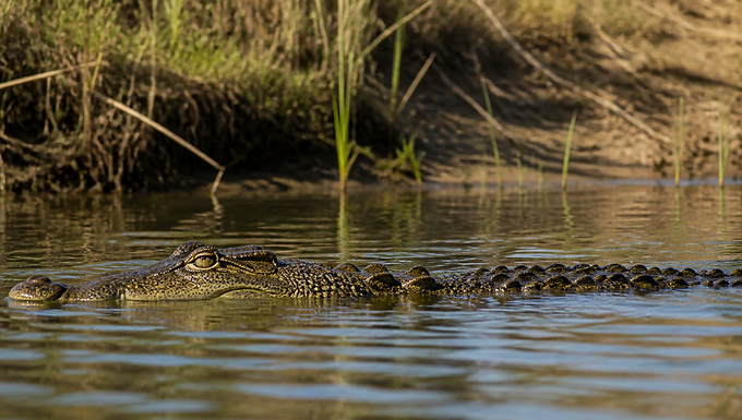 Nilkrokodil mit halb im Wasser liegendem Kopf am Flussufer