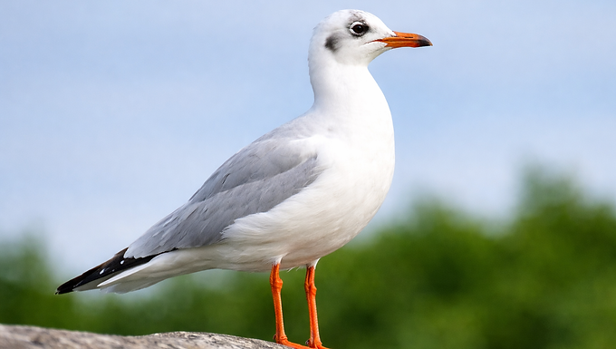 Eine Seemöwe steht auf einem hellen Stein und blickt aufmerksam zur Seite. Das Gefieder ist überwiegend weiß mit hellgrauen Flügeln und dunklen Spitzen, die Beine leuchten orange-rot. Der schlanke Schnabel ist ebenfalls rötlich gefärbt und leicht nach vorne gerichtet. Im Hintergrund verschwimmen grüne Bäume und ein heller Himmel zu einer ruhigen, natürlichen Szenerie, die die Möwe fotorealistisch im 16:9-Format hervorhebt.