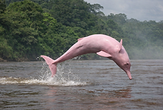 Ein rosafarbener Flussdelfin springt in eleganter Bogenform aus einem breiten, trüben Fluss. Wassertropfen spritzen um seinen schlanken Körper, während im Hintergrund ein dichter, grüner Regenwald das Ufer säumt. Die Szene wirkt lebendig und natürlich, aufgenommen aus seitlicher Perspektive bei Tageslicht in einem fotorealistischen Stil.