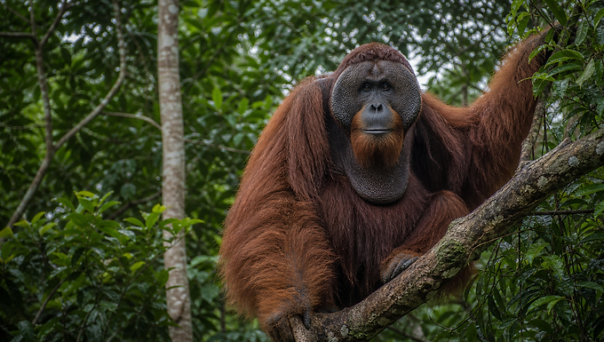 Erwachsener männlicher Borneo-Orang-Utan mit großen Backenwülsten sitzt auf einem dicken Ast im tropischen Regenwald