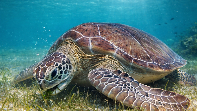 Fotorealistisches 16:9-Bild einer Grünen Meeresschildkröte mit braun-olivfarbig gemusterter Panzeroberfläche und hellen, netzartigen Zeichnungen an Kopf und Flossen. Die Schildkröte ist in einer neuen Pose in bodennaher Perspektive dargestellt, leicht schräg zur Kamera ausgerichtet, während sie über Seegras gleitet. Der Hintergrund zeigt klares, türkisblaues Wasser mit sanft einfallendem Sonnenlicht und unscharfen Unterwasserpflanzen, wodurch eine eigenständige, natürliche Meeresatmosphäre entsteht.