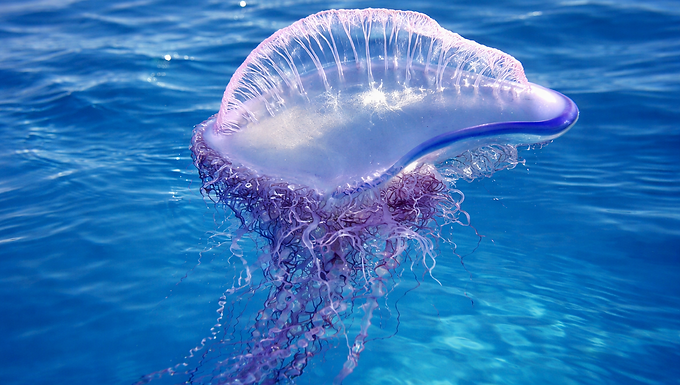 Fotorealistisches 16:9-Bild einer Portugiesischen Galeere (Physalia physalis), aus seitlicher Perspektive knapp über der Wasseroberfläche aufgenommen. Der durchscheinende, leicht violett-blau schimmernde Schwimmkörper liegt schräg im klaren, tiefblauen Meer, während lange, feine Tentakel in Purpur- und Blautönen unter der Oberfläche nach unten treiben. Sonnenlicht erzeugt helle Reflexionen auf den sanften Wellen und hebt die transparente Struktur des Tieres deutlich hervor.