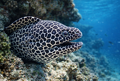 Fotorealistisches Unterwasserbild eines Wabenmuränenkopfs mit markantem schwarz-weißem, wabenförmigem Muster. Die Muräne ragt aus einer felsigen Korallenhöhle hervor, das Maul leicht geöffnet, mit klarem Blick ins offene, tiefblaue Wasser. Der Hintergrund zeigt unscharfe Korallenstrukturen und schwebende Partikel im Meer, beleuchtet von natürlichem Sonnenlicht von oben.