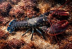 Ein großer Hummer liegt auf einem felsigen Meeresboden unter Wasser. Sein massiver, dunkel gefärbter Körper ist mit hellen Sprenkeln versehen, die kräftigen Scheren schimmern rötlich und sind leicht geöffnet. Lange, dünne Antennen ragen nach vorne, während Algen, Steine und Sediment den natürlichen Lebensraum im Hintergrund bilden.