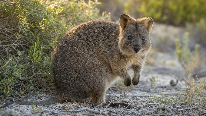 Ein Quokka mit graubraunem Fell, runden Ohren und schwarzer Nase sitzt im warmen Abendlicht zwischen niedrigem Küstengebüsch auf Rottnest Island.