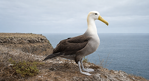 Ein erwachsener Galápagos-Albatros mit cremeweißem Kopf, langem gelbem Schnabel und dunkelbraunem Körper steht auf einer windigen Klippe der Insel Española vor dem Pazifik.