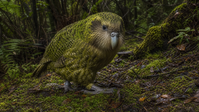Kakapo auf einem moosigen Waldboden zwischen Farnen und feuchtem Unterholz