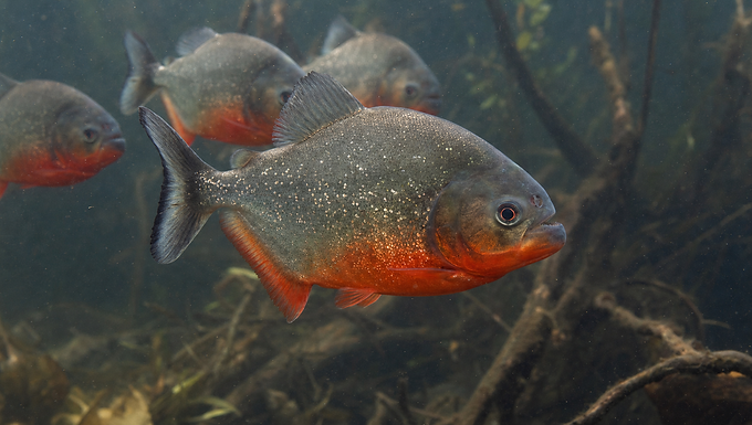 Mehrere Rotbauch-Piranhas mit silbrigem Koerper und leuchtend roter Bauchseite schwimmen in braeunlichem Amazonasuferwasser zwischen Wurzeln.