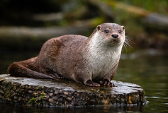 Fotorealistisches Bild eines Fischotters, der auf einem feuchten, moosbewachsenen Baumstumpf am Rand eines ruhigen Gewässers sitzt. Der schlanke Körper ist leicht seitlich ausgerichtet, der Kopf aufmerksam angehoben. Das dichte, braune Fell mit heller Kehle und Brust ist deutlich strukturiert zu erkennen. Im Hintergrund spiegeln sich Wasseroberfläche und weich verschwommene Steine und Vegetation, was eine natürliche, ruhige Flusslandschaft vermittelt.