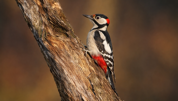Ein Buntspecht klammert sich seitlich an den Stamm eines Baumes. Sein kontrastreiches Gefieder zeigt schwarze und weiße Flächen sowie einen leuchtend roten Bereich unter dem Schwanz. Der kräftige Schnabel ist nach vorne gerichtet, die Kletterfüße greifen fest in die raue Baumrinde. Der Hintergrund ist weich verschwommen und in warmen Naturtönen gehalten, wodurch der Vogel klar im Fokus des fotorealistischen Bildes steht.