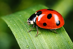 Ein Marienkäfer mit glänzend rotem Panzer und mehreren schwarzen Punkten sitzt auf einem frischen, grünen Blatt. Die feinen Beine und Fühler sind deutlich zu erkennen, während kleine Tautropfen auf der Blattoberfläche glitzern. Der Hintergrund ist weich unscharf und grün, wodurch der Käfer in einer natürlichen, fotorealistischen Makroaufnahme im 16:9-Format hervorgehoben wird.