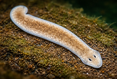 Fotorealistisches Bild im 16:9-Format eines Plattwurms (Planarie) mit länglichem, weich wirkendem Körper in hellbraunen bis beige-transparenten Farbtönen. Das Tier ist in einer neuen, leicht gebogenen Pose auf einem feuchten, fein strukturierten Untergrund aus Algen und Sand dargestellt. Der Kopf ist abgeflacht und vorne abgerundet, mit zwei deutlich erkennbaren dunklen Augenpunkten. Die Perspektive ist leicht schräg von oben gewählt, der Hintergrund wirkt weich unscharf. Das Bild ist detailreich, naturgetreu und visuell eigenständig.
