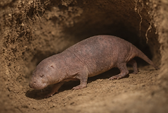 Ein haarloses, rosagrau gefärbtes Nagetier mit langgestrecktem Körper bewegt sich vorsichtig durch einen erdigen Tunnel. Die runzlige Haut, kleinen Augen und kurzen Beine sind deutlich sichtbar, während weiches, natürliches Licht die Struktur der Tunnelwände und den sandigen Boden hervorhebt. Die Szene wirkt realistisch und zeigt das Tier aus einer seitlichen Perspektive in einer unterirdischen Umgebung.