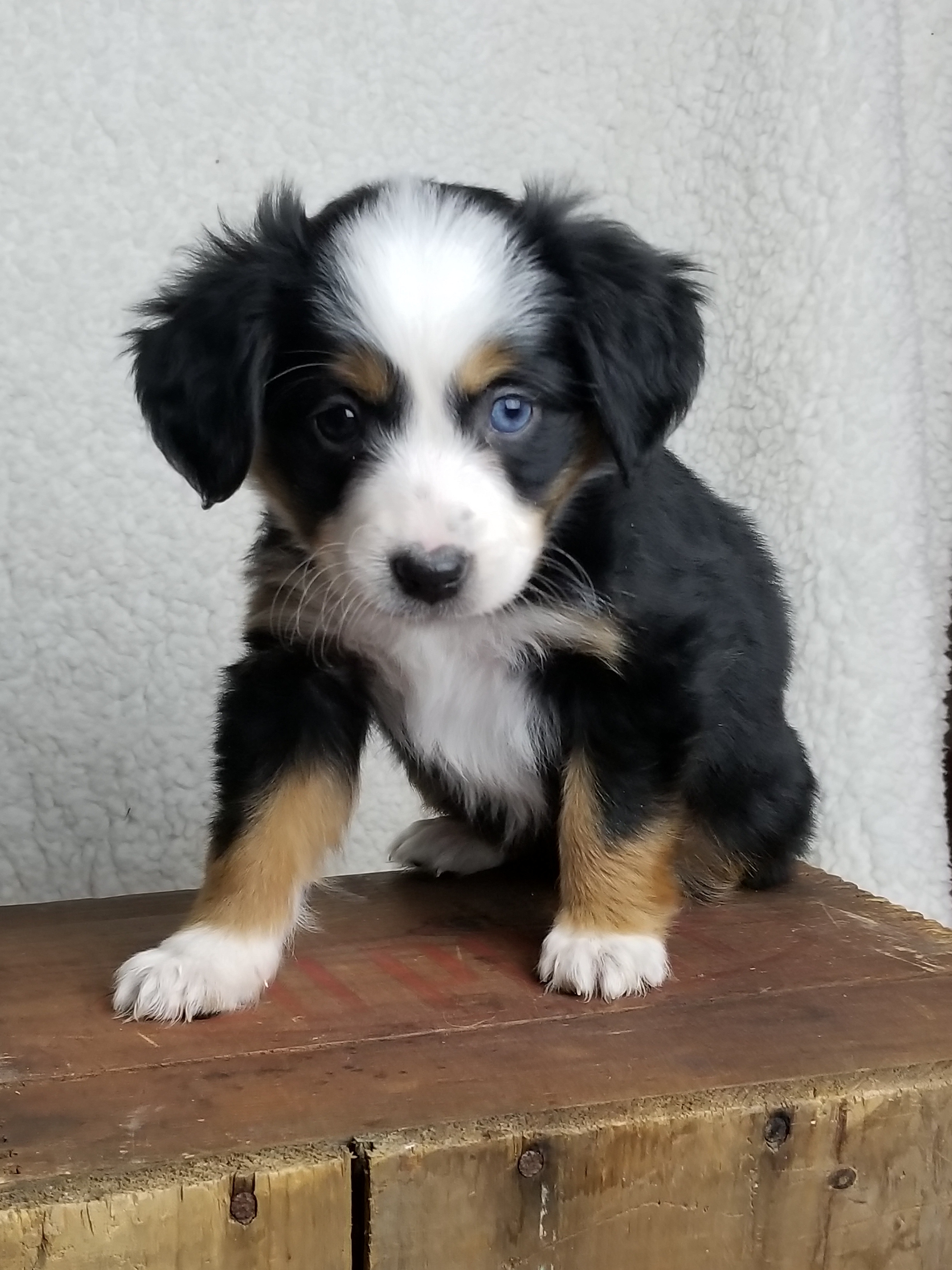 Aussaliers AVAILABLE PUPPIES