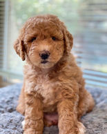 Mini Goldendoodle for sale in MN