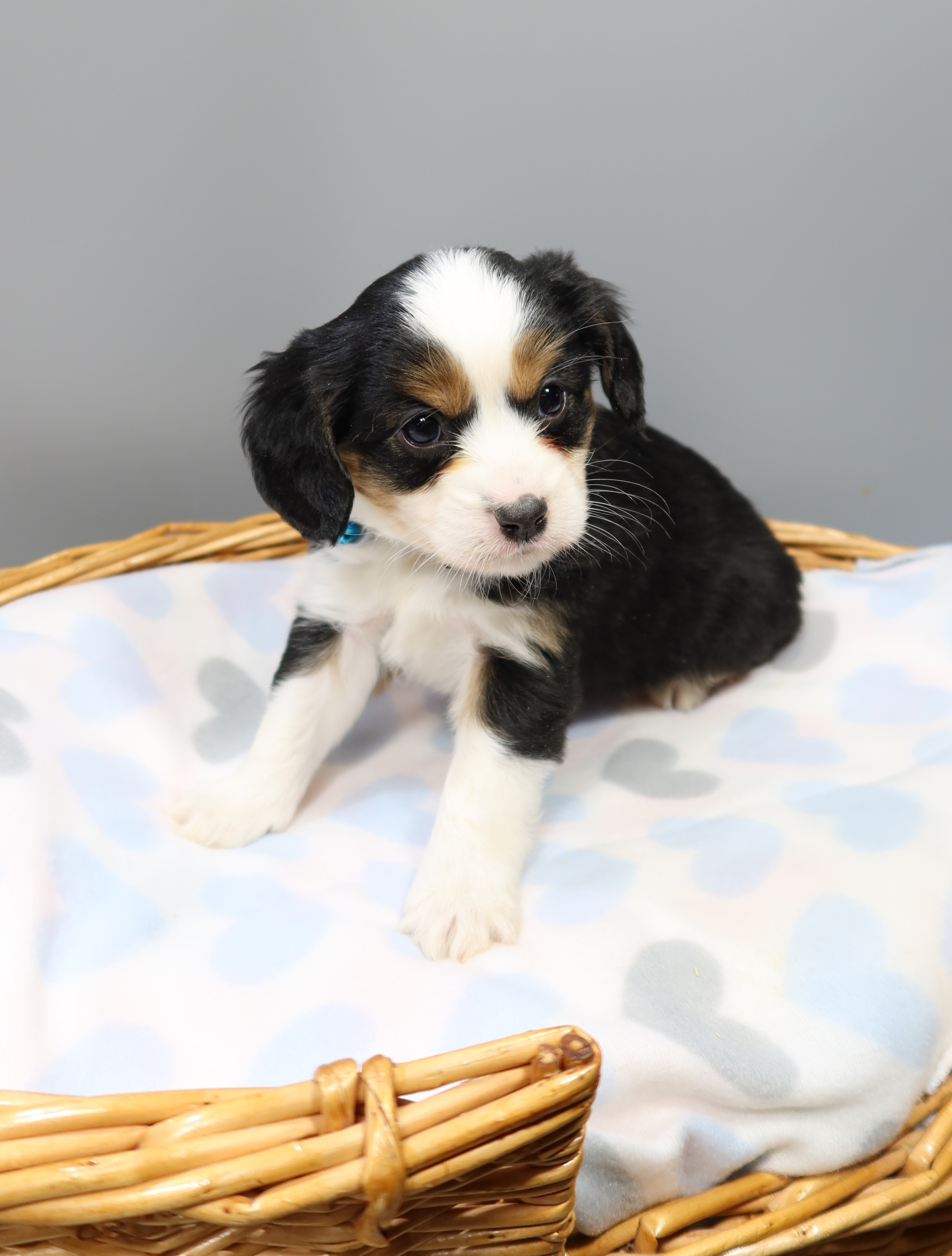 Aussaliers AVAILABLE PUPPIES