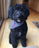Mini Goldendoodle for sale in MN
