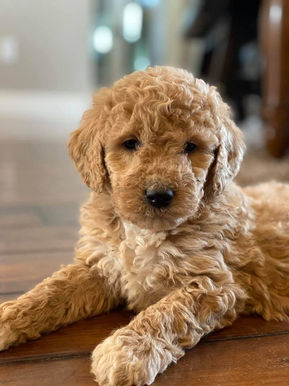 Mini Goldendoodle for sale in MN