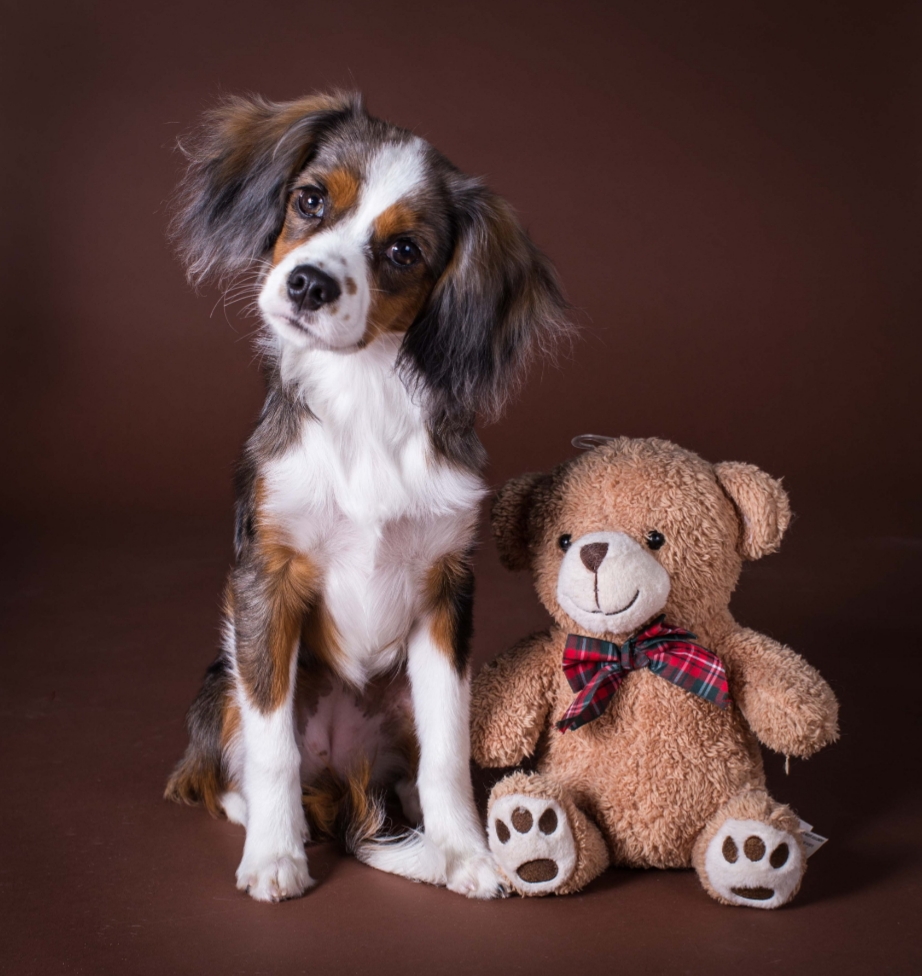 Aussaliers - AVAILABLE PUPPIES