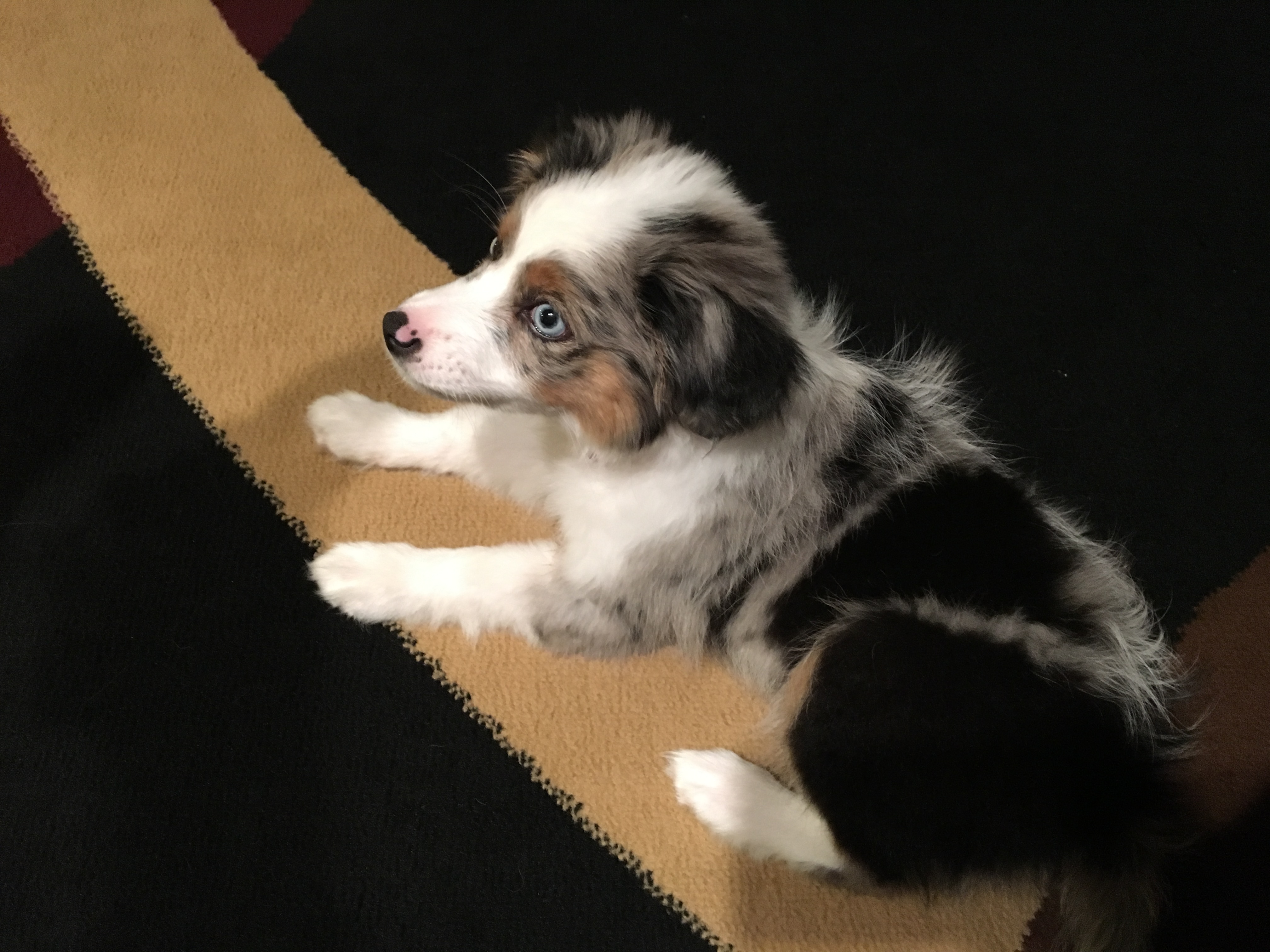 Aussaliers AVAILABLE PUPPIES