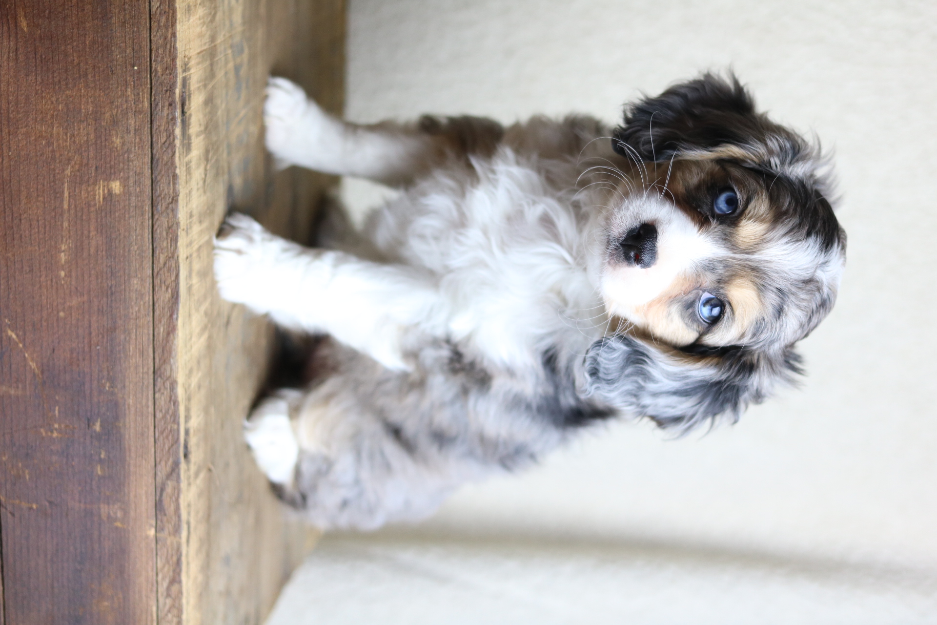 Aussaliers AVAILABLE PUPPIES