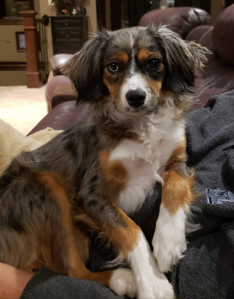 aussalier breeders near me