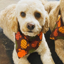 Mini Goldendoodle for sale in MN