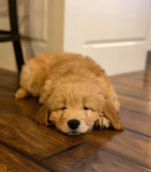 Mini Goldendoodle for sale in MN