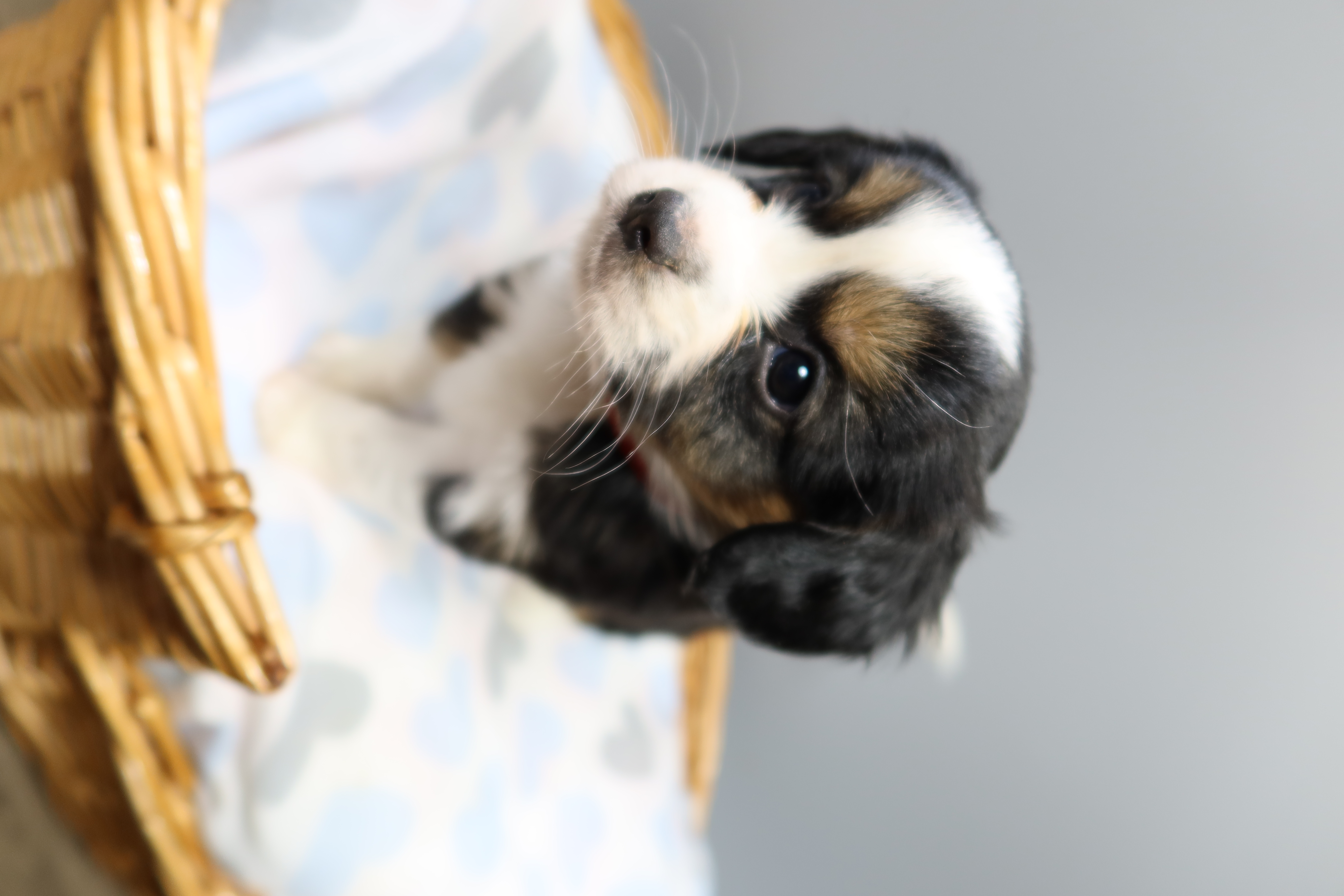 Aussaliers AVAILABLE PUPPIES