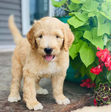 Mini Goldendoodle for sale in MN