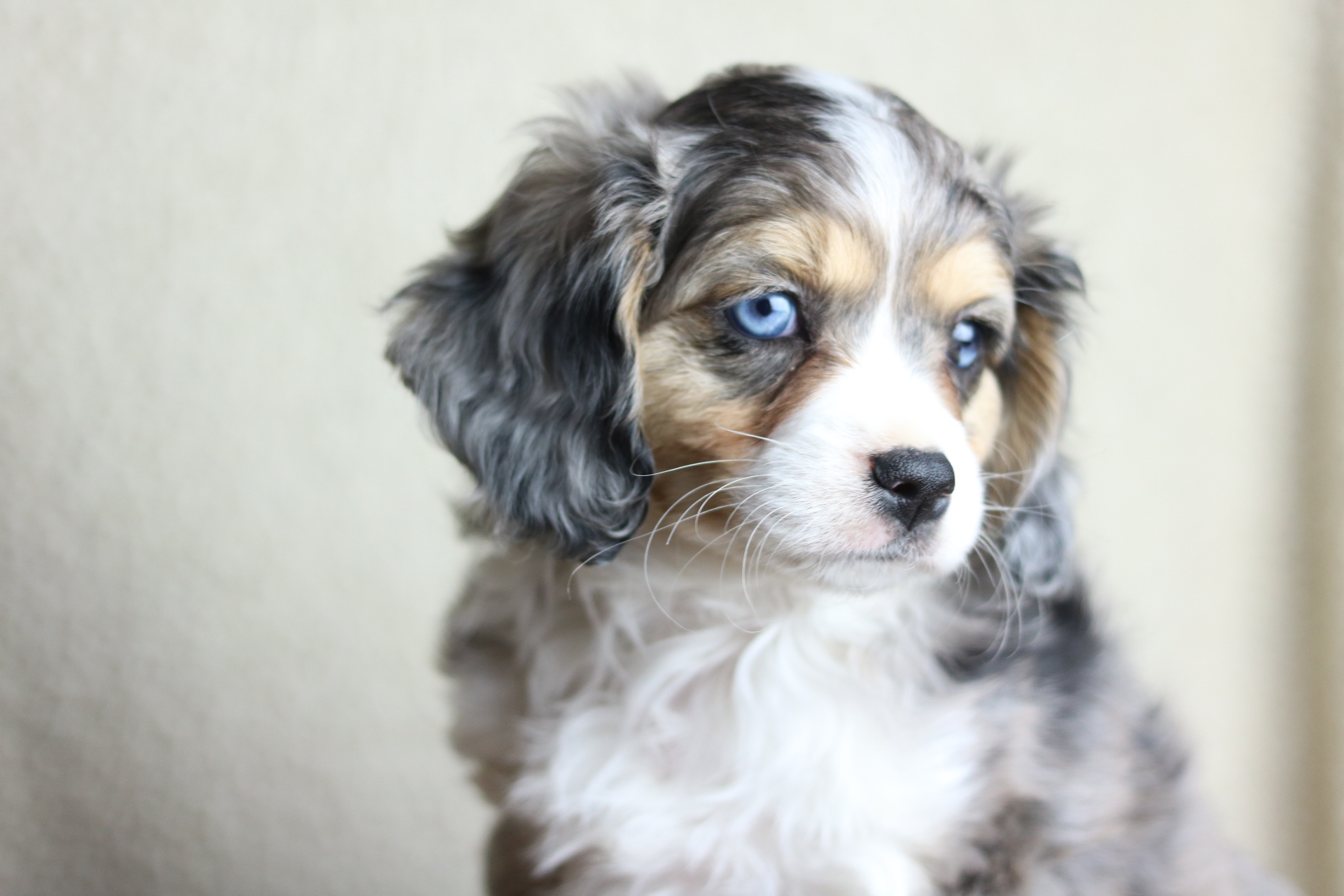 aussalier breeders near me