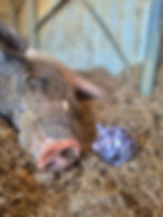 Thumbnail: Pig Plushies