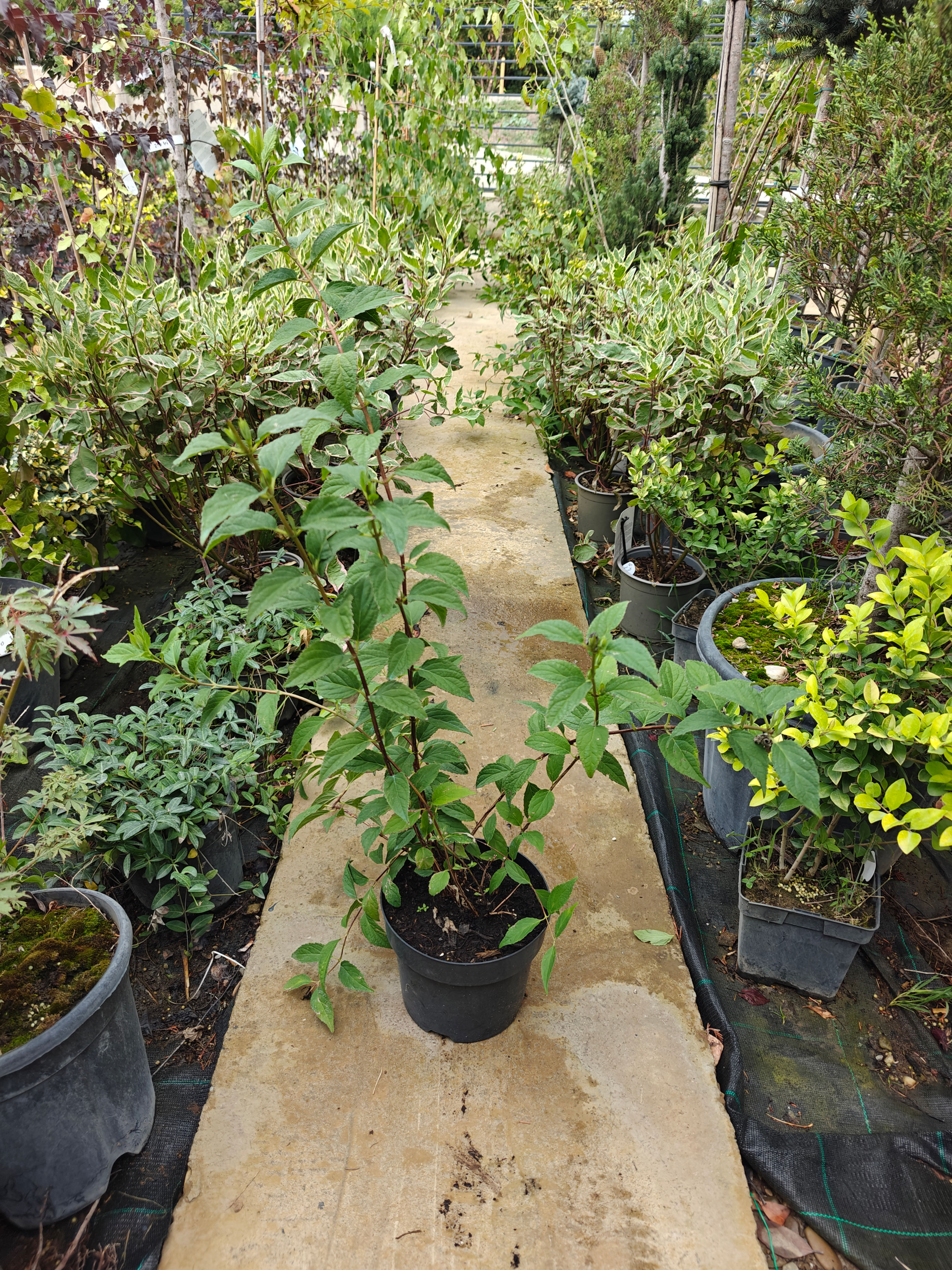 Deutzia × rosea – Deutzia roz
