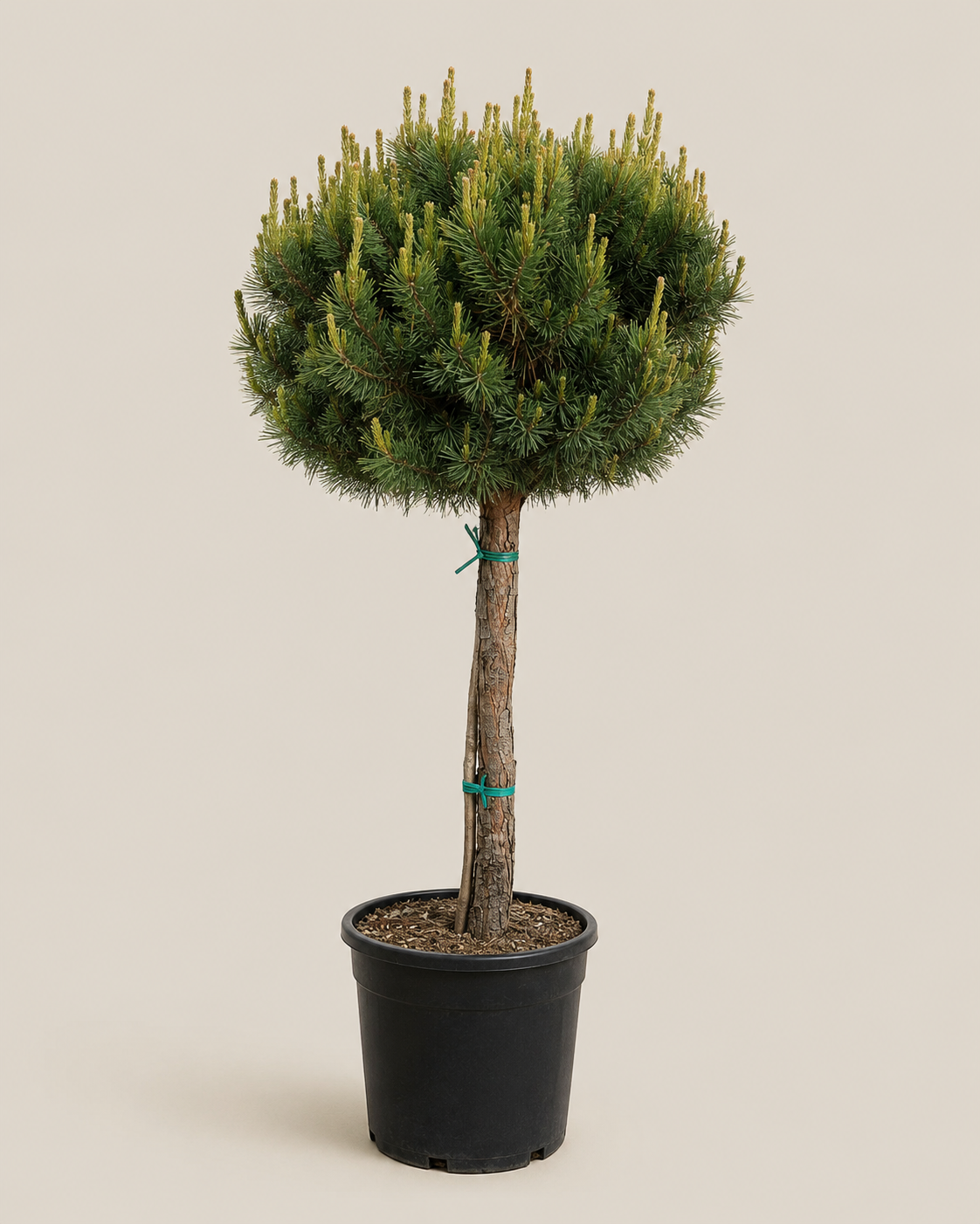 Pin silvestru (Pinus sylvestris)