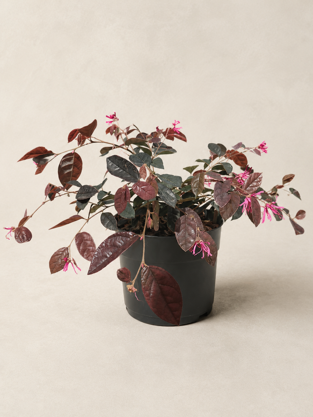 Loropetalum