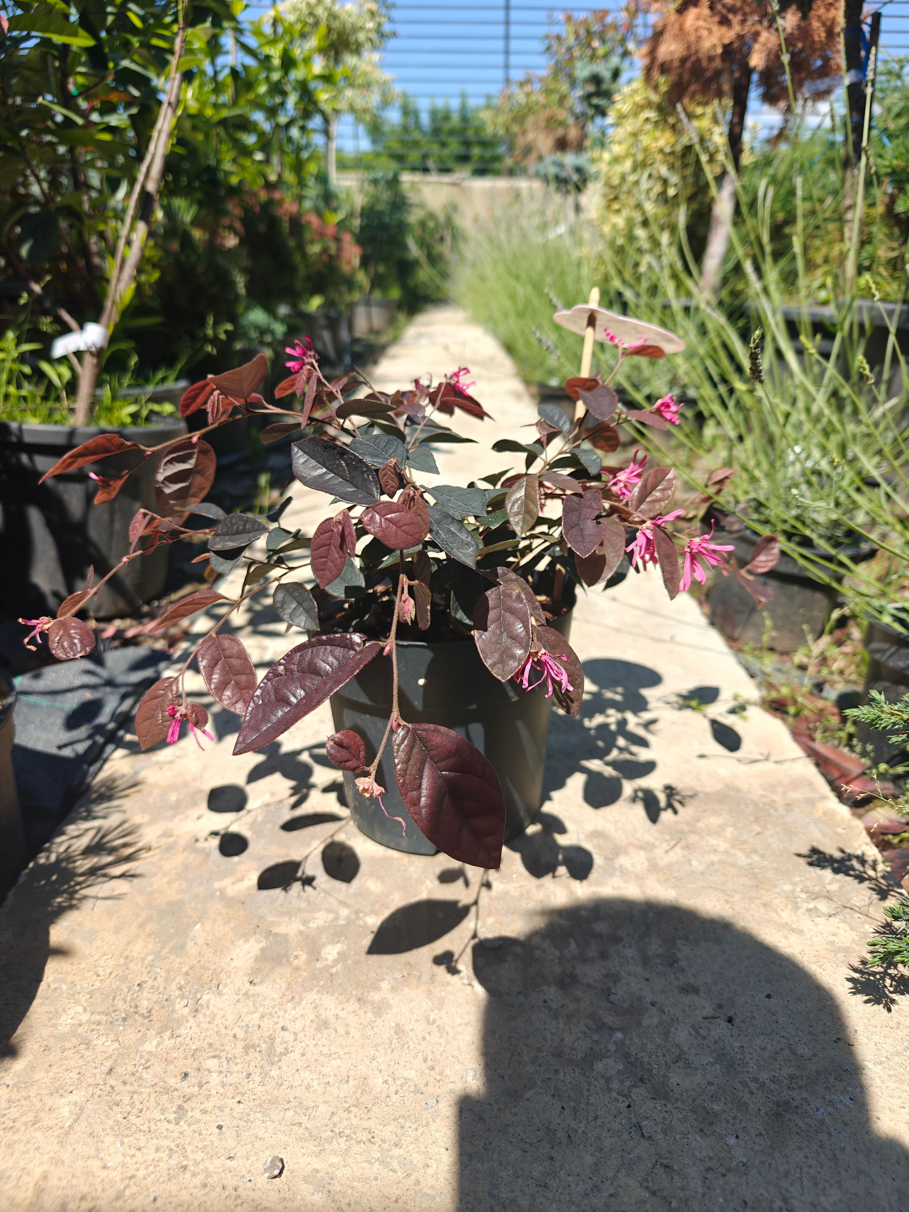 Loropetalum