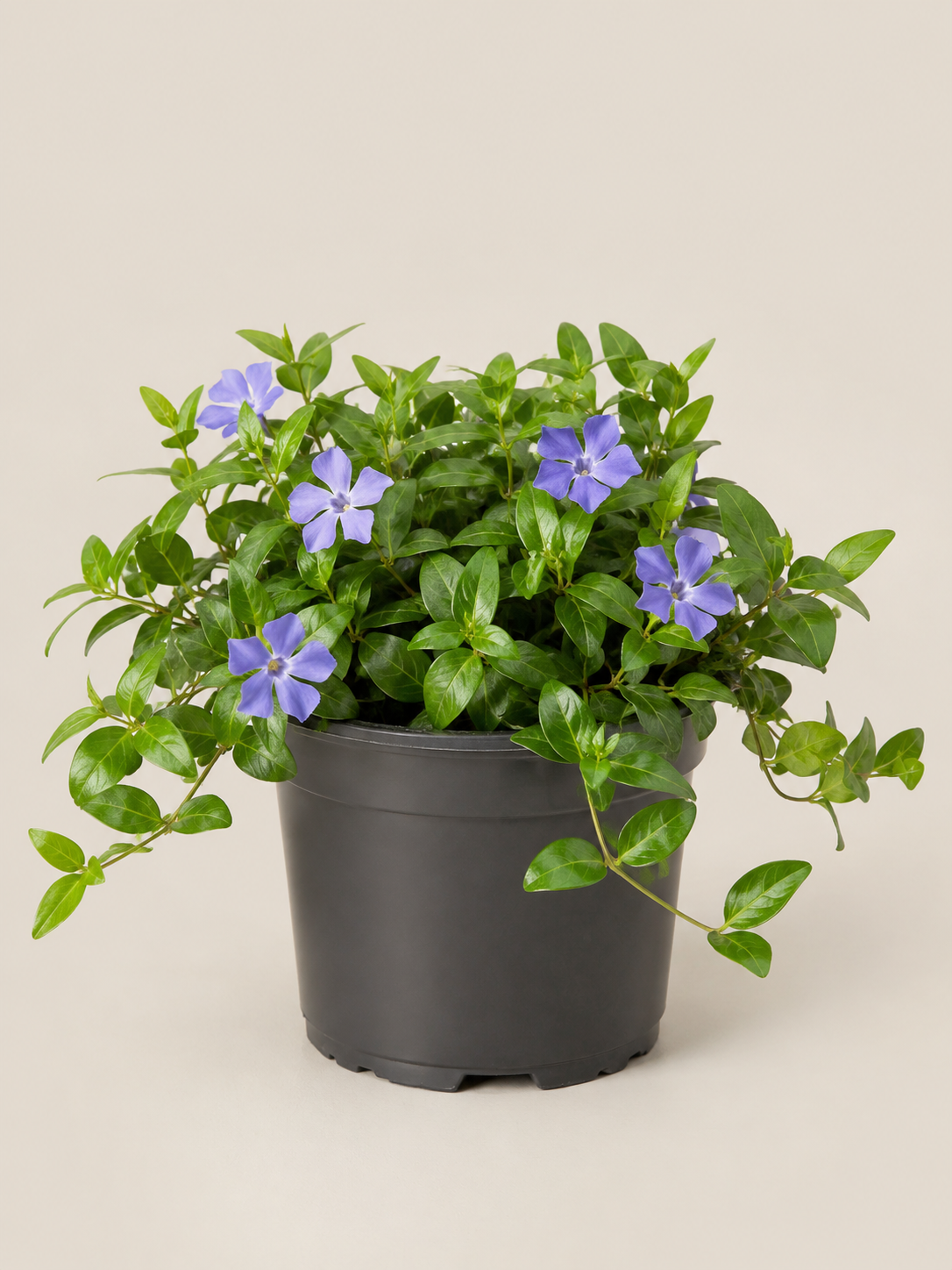 Vinca Minor (Saschiu)