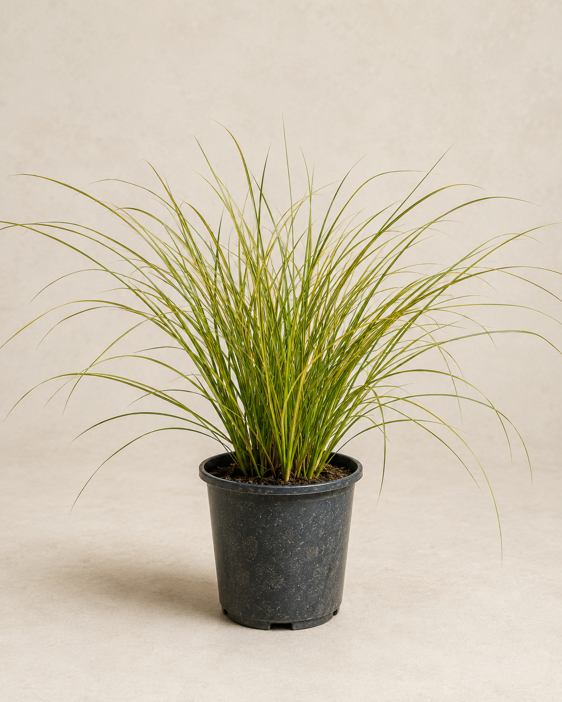 Carex testacea ‘Prairie Fire