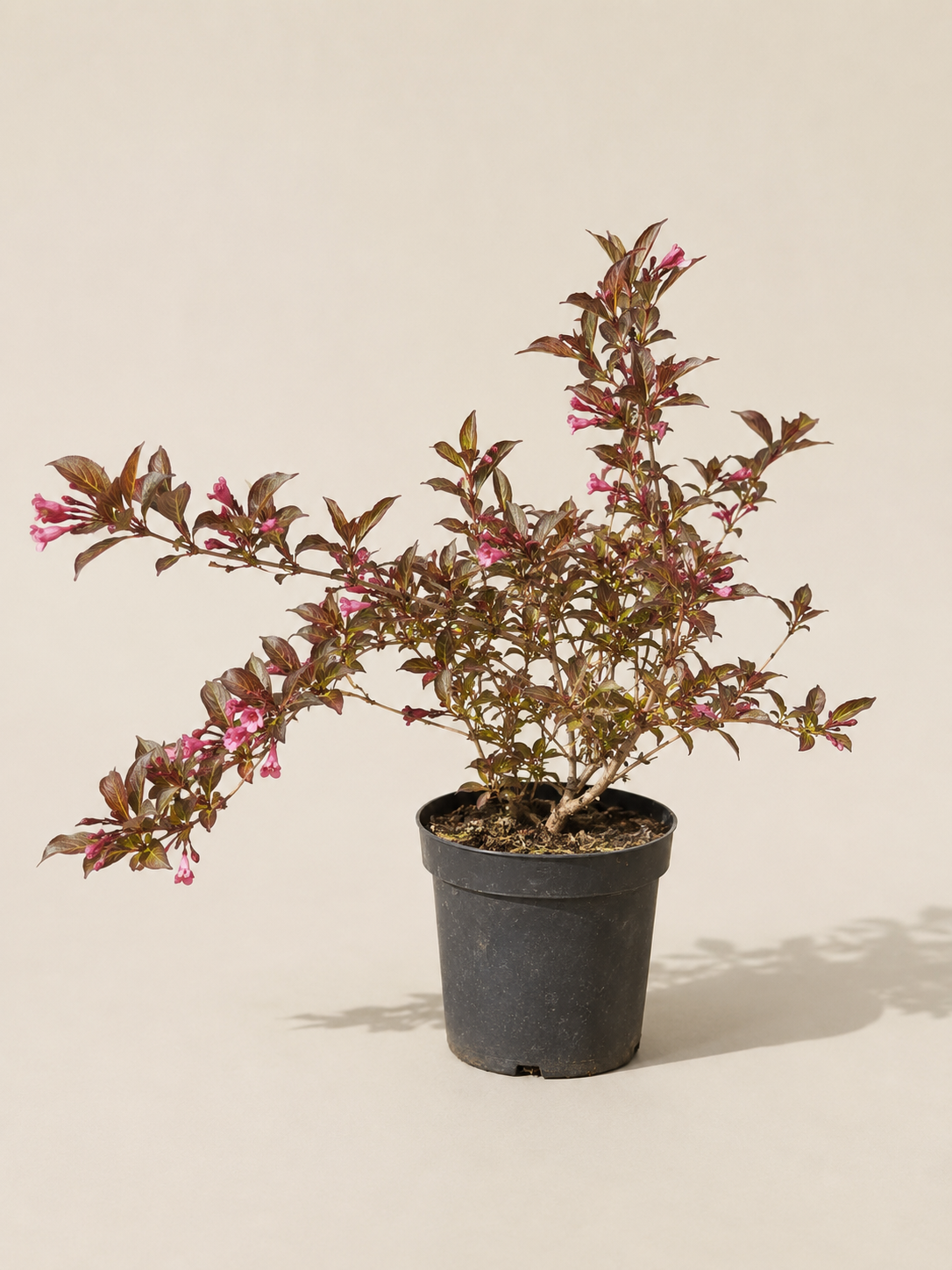Weigela