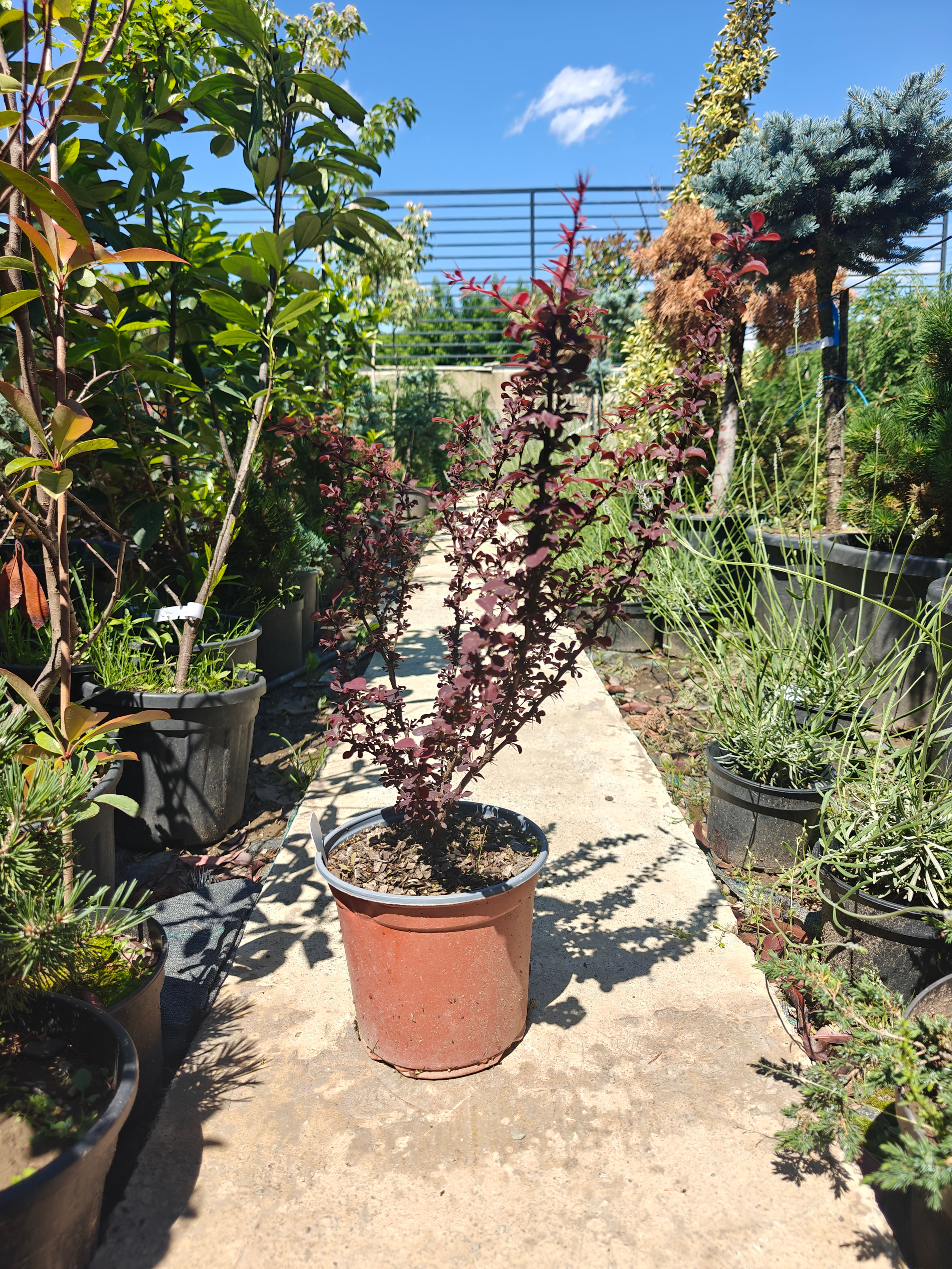 Berberis