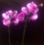 Edelman Photography 6