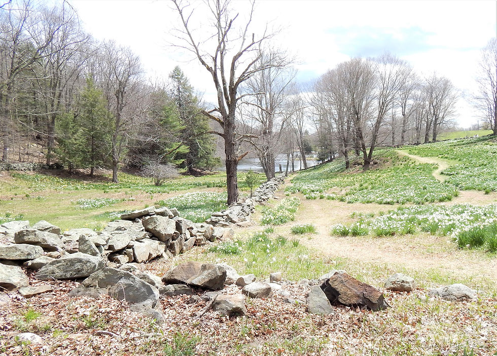 Daffodils & Trees