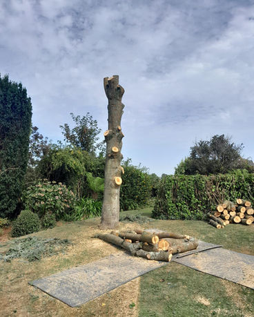 Tree removal , tree that has been partially cut down