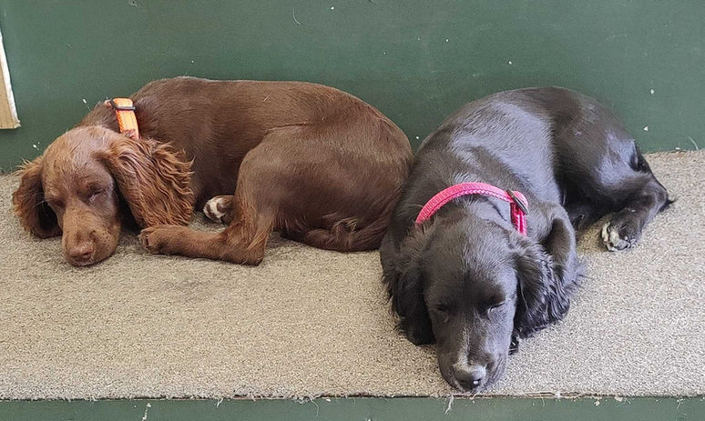 Safe indoor dog care facility at Going Mutts in Glasgow