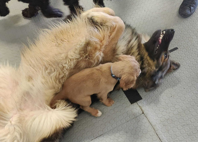 Happy dogs playing at Going Mutts dog care centre in Glasgow
